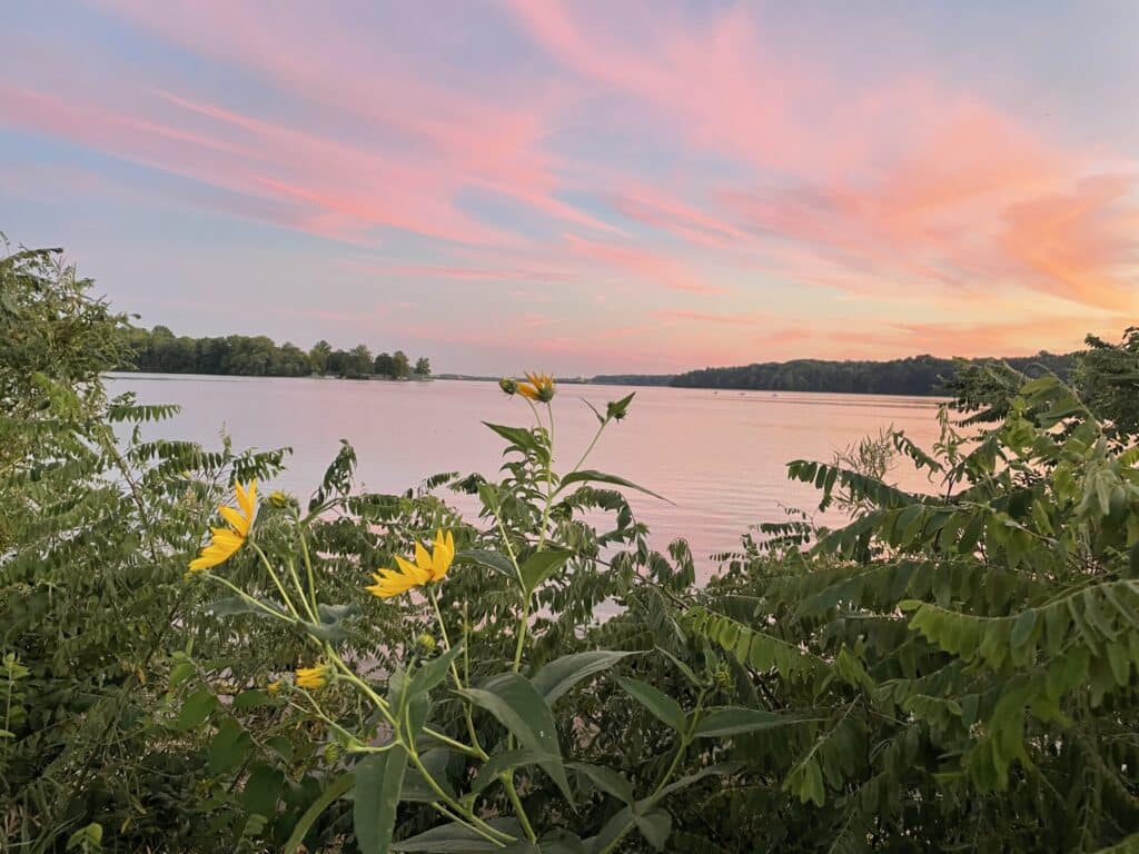 Yellow flowers and green foliage in the foreground with a calm lake and a pink and blue sunset sky in the background. Trees line the far side of the lake.