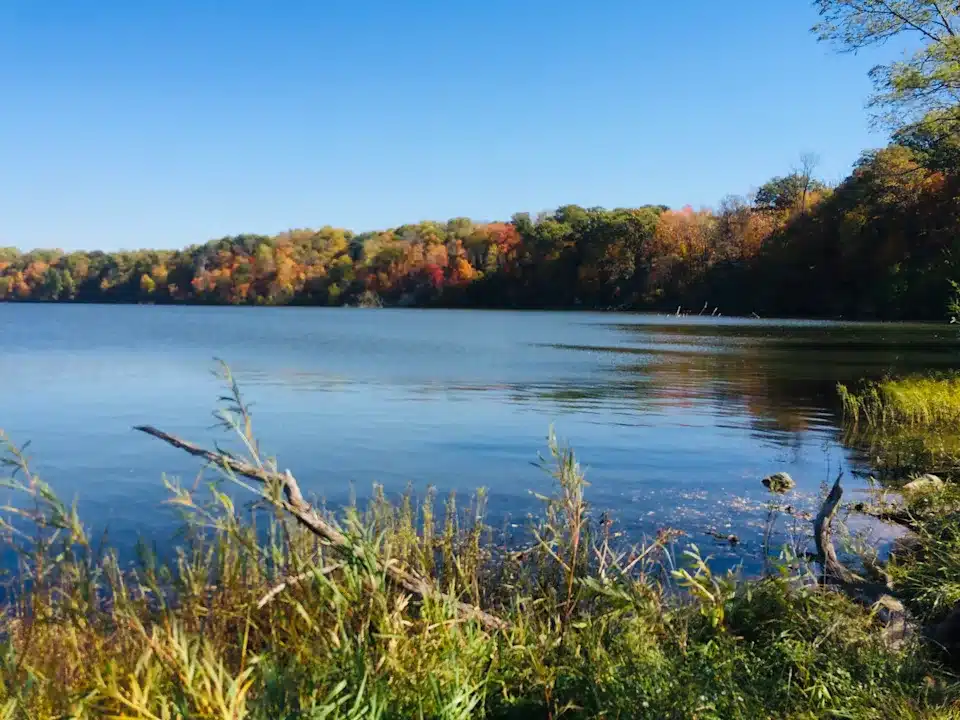 A calm lake bordered by autumn trees with colorful foliage, under a clear blue sky, viewed from a grassy shore with some branches in the foreground.